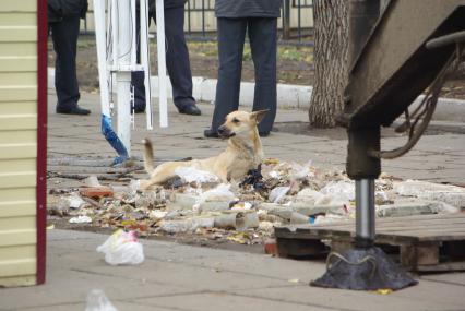 Собака роется в городском мусоре, 13 ноября 2010 года, Саратов. Город, мусорка, грязь, антисанитария, инфекции, собака