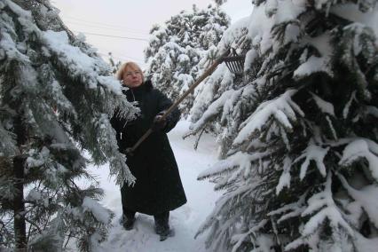 Дата съемки: 05.01.2011 Москва, Елка, Оледенение, лед на ветках ели