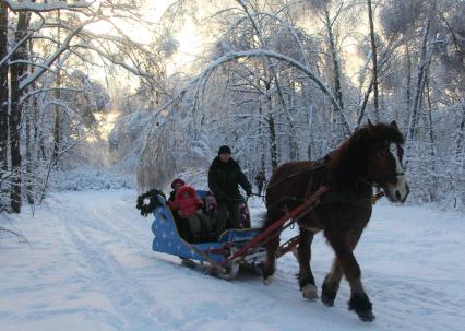 Дата съемки: 05.01.2011  Лошадь сани, зима, зимний парк, прогулка