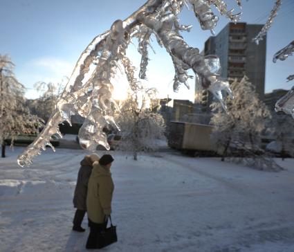 Деревья покрытые льдом в декабре 2010 года