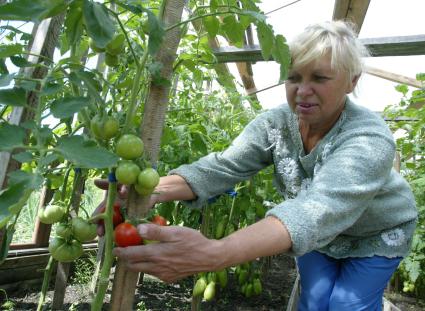 дачный поселок репино  02.08.2006