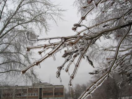 Дата съемки: 08 декабря  2010. Москва. Деревья покрытые льдом.