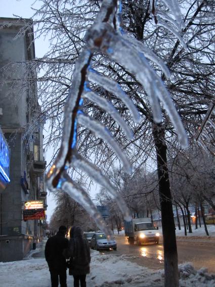 Дата съемки: 08 декабря  2010. Деревья покрытые льдом.