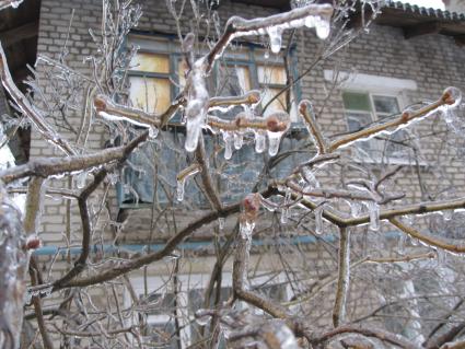 Дата съемки: 08 декабря 2010. Москва. Деревья покрытые льдом.
