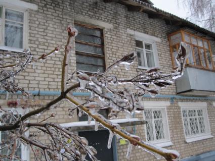 Дата съемки: 08 декабря  2010. Москва. Деревья покрытые льдом.