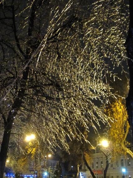 Дата съемки: 08 декабря 2010. Деревья покрытые льдом.