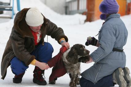 Коккера спаниеля одевают в зимний собачий комбинезон, Москва, 26 февраля 2011 года.