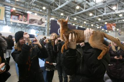 Международная выставка кошек в Крокус Экспо, Москва, 7 марта 2011 года.