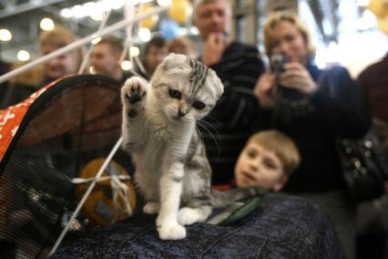 Международная выставка кошек в Крокус Экспо, Москва, 7 марта 2011 года.