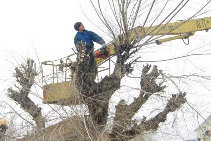 Обрезка деревьев перед летним сезоном, Саратов, 23 марта 2011 года.