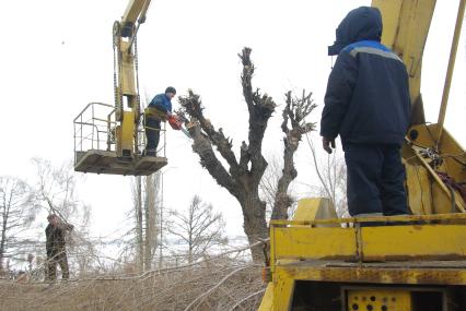 Обрезка деревьев перед летним сезоном, Саратов, 23 марта 2011 года.