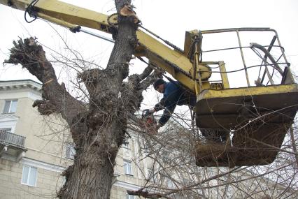 Обрезка деревьев перед летним сезоном, Саратов, 23 марта 2011 года.