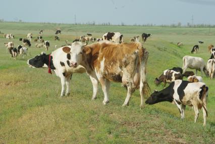 Коровы пасутся на пастбище, Саратовская область, Питерка, 18 мая 2010 года