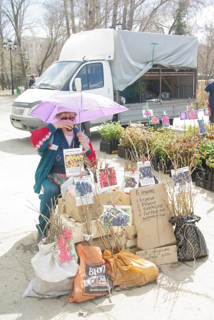 Женщина на улице торгует саженцами деревьев, Саратов, 22 апреля 2010 года