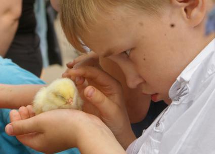 Мальчик держит в ладонях цыпленка, Саратов, 15 мая 2010 года