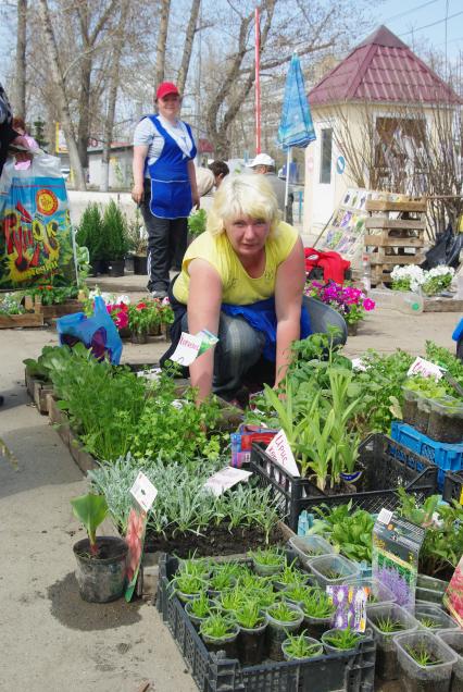 Женщина на улице торгует рассадой цветов, томатов,, Саратов, 22 апреля 2010 года