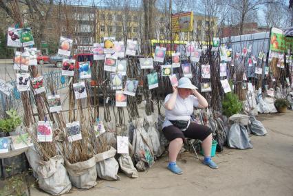 Женщина на улице торгует саженцами деревьев, Саратов, 22 апреля 2010 года