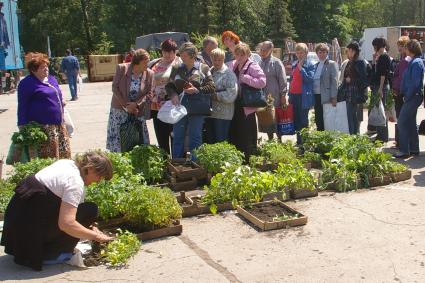 Дачники скупают рассаду, Саратов, 10 июня 2008 года