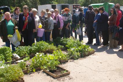 Дачники скупают рассаду, Саратов, 10 июня 2008 года