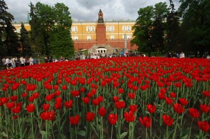 Последний звонок. Тюльпаны.