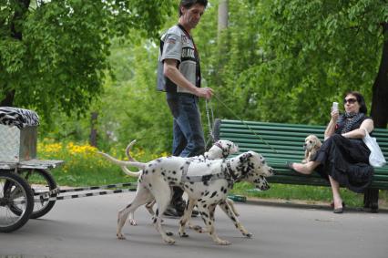 По парку мимо лавочки, где сидят женщина с собакой, три долматинца везут тележку, Москва,21 мая  2011 года