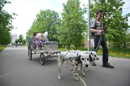 Новое развлечение в парке- катание на трех собаках долматинцах, Москва,21 мая 2011 года