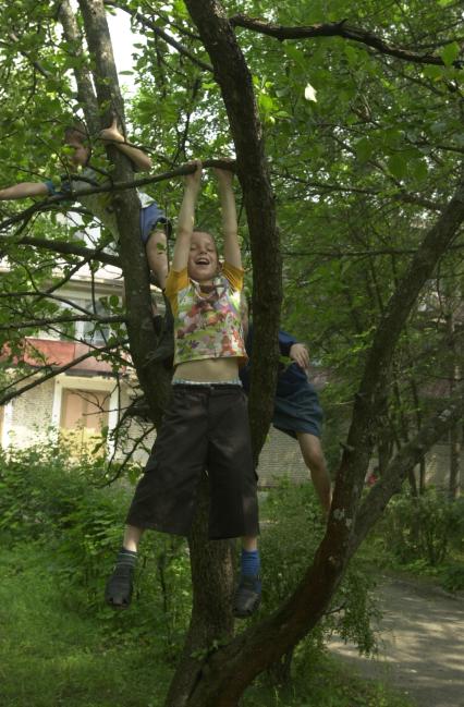 Детский оздоровительный лагерь в Орехово-Зуево. Дерево.