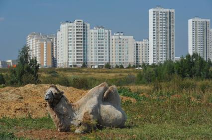 На поле около новостройки лежит верблюд. 17 августа 2011 года.