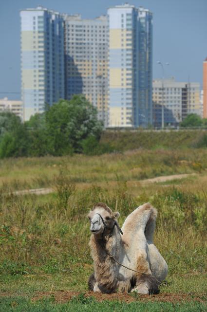 На поле около новостройки лежит верблюд. 17 августа 2011 года.