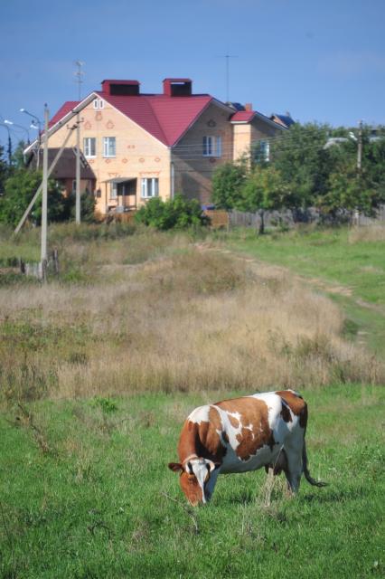 Корова на пастбище. Дом. 25 августа  2011 года.