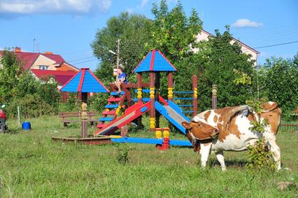Корова пасется на детской площадке. 25 августа  2011 года.
