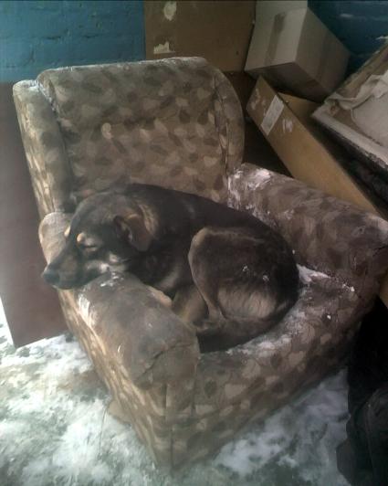 Бездомная собака спит на выброшенном кресле. Февраль 2011г.
