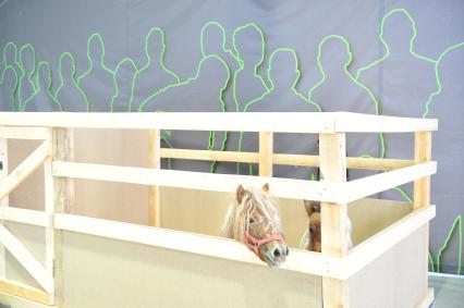 Международная конная выставка ЭКВИРОС. На снимке: пони в стойле. 5 октября 2011 года.