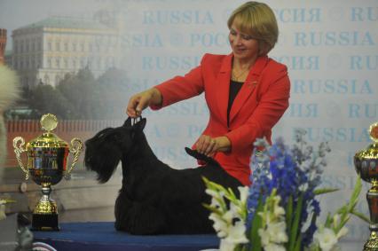 Иинтернациональная выставка собак РОССИИ 2011. На снимке: обладатель титула ЛУЧШАЯ СОБАКА ВЫСТАВКИ скотч-терьер Рико. 8 октября  2011 года.