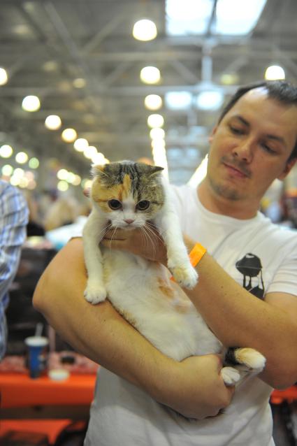 Международный фестиваль ЭКСПОКОТ 2011. На снимке: кошка породы скоттиш-фолд. 24 сентября 2011 года.