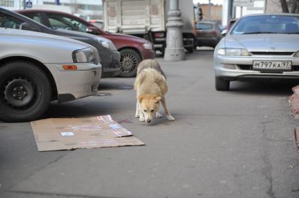 Место убийства чеченского поэта Руслана Ахтаханова. 16 ноября 2011 года.