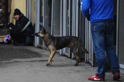 Бездомная собака у входа в метро,Москва, 26 ноября 2011 года