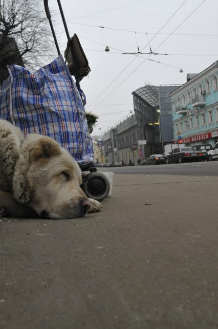 Жанровая фотография. Собака сторожит вещи. 12 декабря  2008 года.