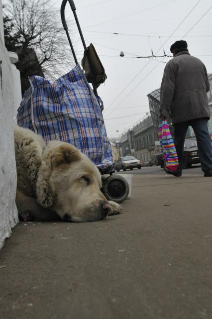 Жанровая фотография. Собака сторожит вещи. 12 декабря  2008 года.