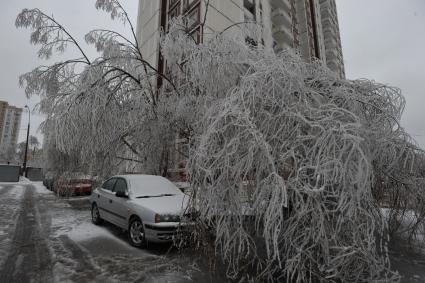 Последствия ледяного дождя в Москве. На снимке обледенелое дерево. 26 декабря  2010 года.