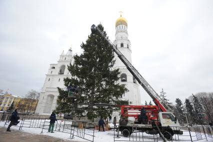 Установка новогодней елки на Соборной площади Московского Кремля. 21 декабря  2010 года.