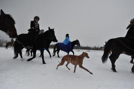 Реконструкция большой псовой охоты в Подмосковье. Можайск. 21 января 2012 года.