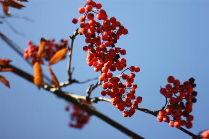 Плоды рябины.  09 ноября 2010