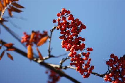 Плоды рябины.  09 ноября 2010