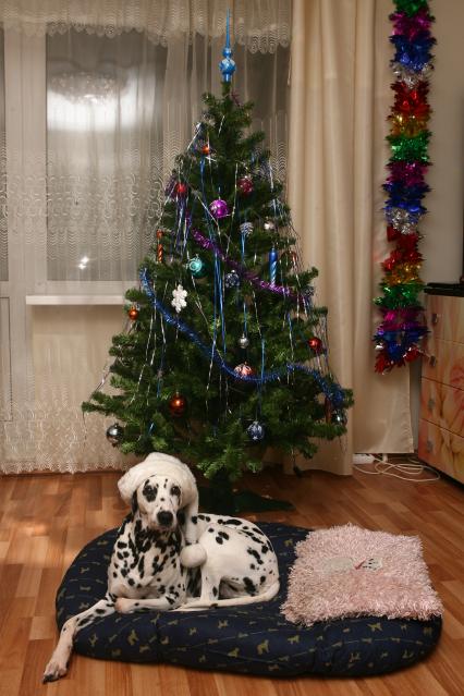 Собака породы далматин лежит под елкой в новогодней шапке. 31 декабря 2010 года.