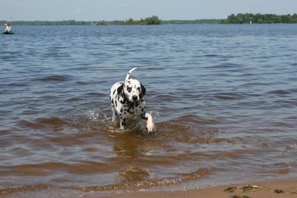 Собака породы далматин купается в водоеме. 13 июля 2008 года.