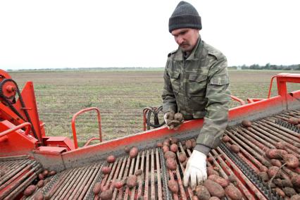 Уборка картошки в колхозе, Брестская область.