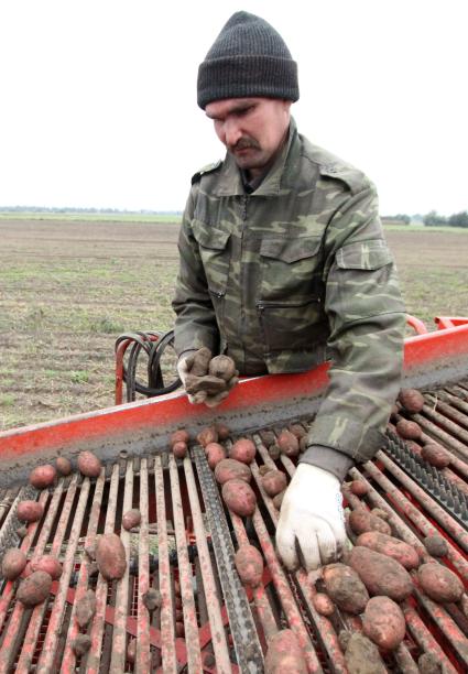 Уборка картошки в колхозе, Брестская область.