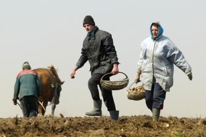 Уборка картошки на частном подворье, Минская область.