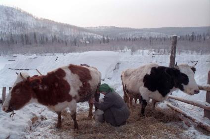 Деревенская жизнь. Женщина доит коров на снегу, постелив сено.